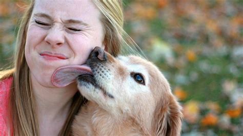 licking her boobs|'LICKING HER TITS' Search .